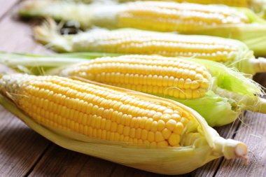 Tahta arka planda taze mısır, olgun mısır organik hasat, mısır koçanda mısır, yemek pişirmek için tatlı mısır.