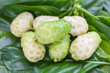 Noni meyveli bitkisel ilaçlar, ağaçtan taze noni diğer adları Great Morinda, Beach dudu veya Morinda Citrifolia.