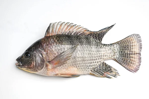 틸라피아는 배경에 떨어져 틸라피아 꼭대기에서 생틸라피아 물고기 — 스톡 사진