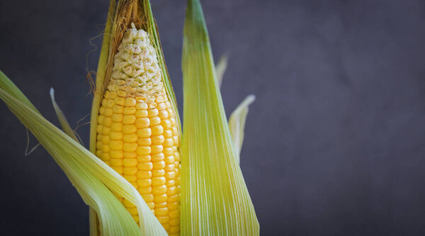 Fresh corn on dark background, Harvest ripe corn organic, Corn on the cob, Sweet corn for cooking food