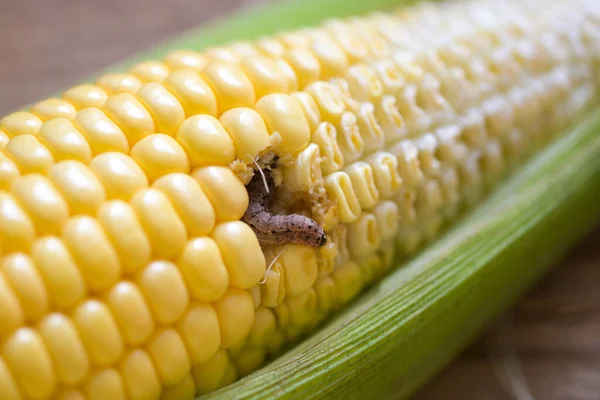 Robak Kukurydziany Gąsienica Kukurydziana Odwiert Ważny Szkodnik Upraw Kukurydzy Problemy — Zdjęcie stockowe
