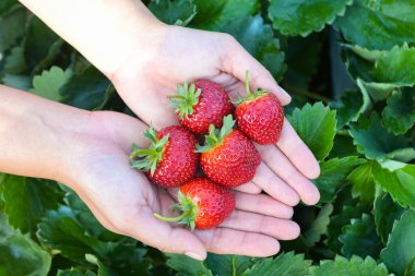 strawberry plant farm, fresh ripe strawberry field for harvest strawberries picking on hand in the garden fruit collected strawberry in summer
