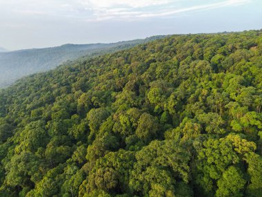 Aerial top view forest tree in Asian, Rainforest ecosystem and healthy environment concept and background, Texture of green tree forest view from above
