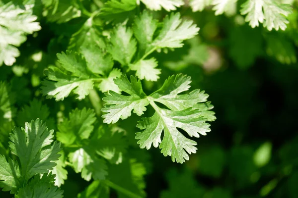 coriander organic vegetable gardening with green coriander leaf fresh vegetable, close up vegetable garden in the backyard garden home gardening nature vegetable