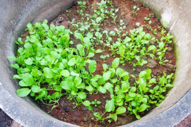 soil vegetable garden, mustard greens lettuce vegetable gardening with mustard greens leaf fresh vegetable planting on ground in the backyard garden eco friendly gardening nature vegetable farm