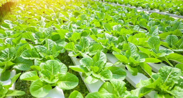 hydroponic vegetables from hydroponic farms fresh green cos lettuce growing in the garden, hydroponic plants on water without soil agriculture organic health food nature, Chlorophyll leaf crop bio