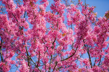 Wild Himalayan Cherry Blossom beautiful pink cherry blossoming flower branches on nature outdoors. Pink Sakura flowers of Thailand, dreamy romantic image spring, landscape