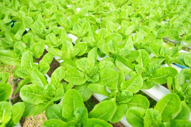 hydroponic vegetables from hydroponic farms fresh green cos lettuce growing in the garden, hydroponic plants on water without soil agriculture organic health food nature, Chlorophyll leaf crop bio