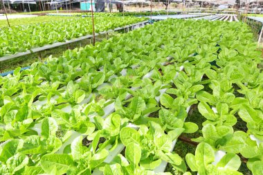 hydroponic vegetables from hydroponic farms fresh green cos lettuce growing in the garden, hydroponic plants on water without soil agriculture organic health food nature, Chlorophyll leaf crop bio