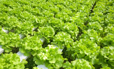 hydroponic vegetables from hydroponic farms fresh green oak lettuce growing in the garden, hydroponic plants on water without soil agriculture organic health food nature leaf crop bio
