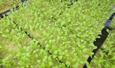 hydroponic farms sow the seeds vegetable in foam on water, organic green cos lettuce vegetable gardening with green leaf fresh vegetable baby lettuce planting in the pot 
