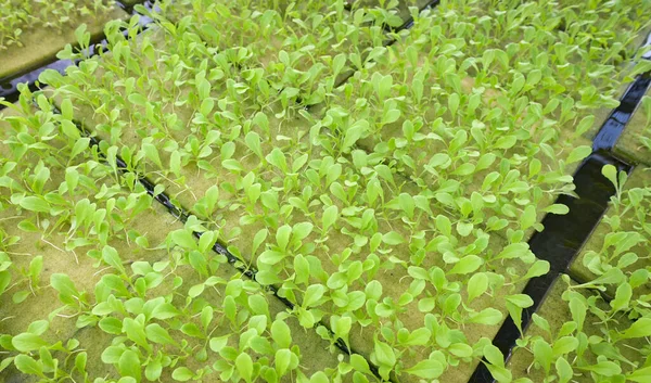 hydroponic farms sow the seeds vegetable in foam on water, organic green cos lettuce vegetable gardening with green leaf fresh vegetable baby lettuce planting in the pot