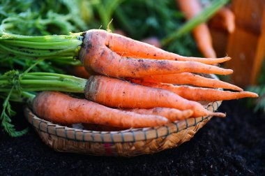 carrot on ground, fresh carrots growing in carrot field vegetable grows in the garden in the soil organic farm harvest agricultural product nature