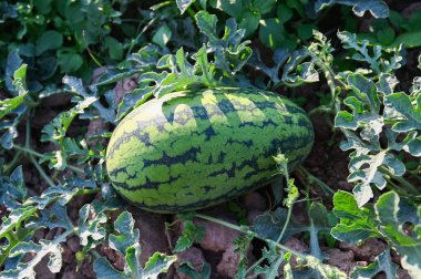 watermelon field with watermelon fruit fresh watermelon on ground agriculture garden watermelon farm with leaf tree plant, harvesting watermelons in the field