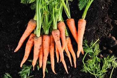 carrot on ground , fresh carrots growing in carrot field vegetable grows in the garden in the soil organic farm harvest agricultural product nature