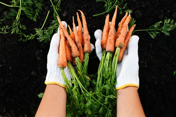 carrot on ground with hand holding, fresh carrots growing in carrot field vegetable grows in the garden in the soil organic farm harvest agricultural product nature