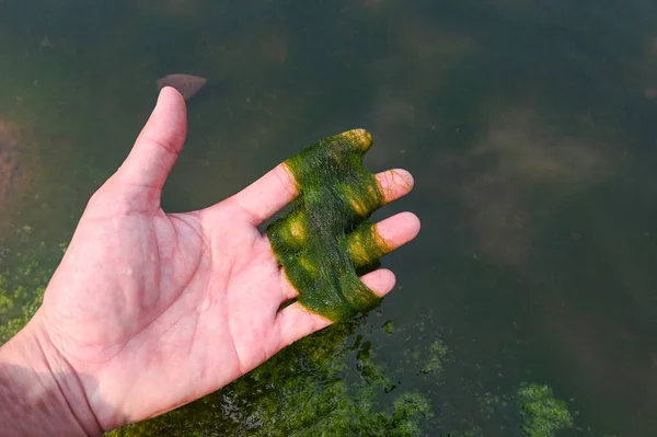 스파이로 해조류 서식하는 바닷말 물에서 수있으며 일반적 이름으로 인어의 여배우 — 스톡 사진