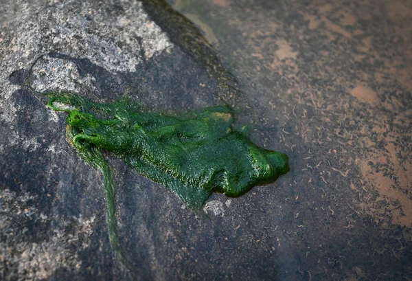Spirogyra Süßwasseralgen Algen Süßwasser Fluss Kann Sauberem Wasser Leben Grünes — Stockfoto