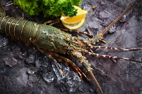 stock image spiny lobster seafood on ice, fresh lobster or rock lobster with herb and spices lemon coriander parsley on dark background, raw spiny lobster for cooking food or seafood market - top view