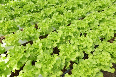 Topraksız sudaki hidrofonik bitkiler organik besin organik gıda yaprağı hasat biyolojisi, hidroponik çiftliklerden gelen hidrofonik sebzeler bahçede yetişen taze yeşil meşe marulu.