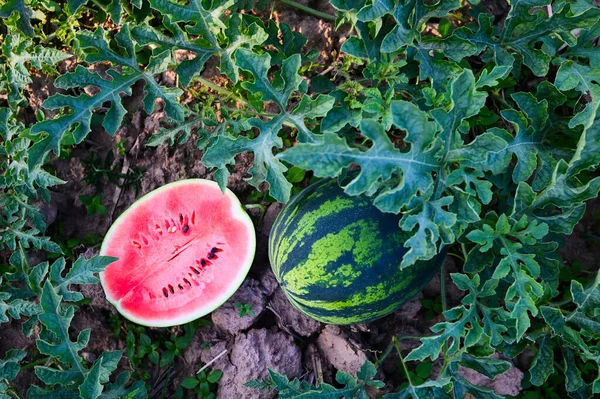 watermelon slice in watermelon field - fresh watermelon fruit on ground agriculture garden watermelon farm with leaf tree plant, harvesting watermelons in the field