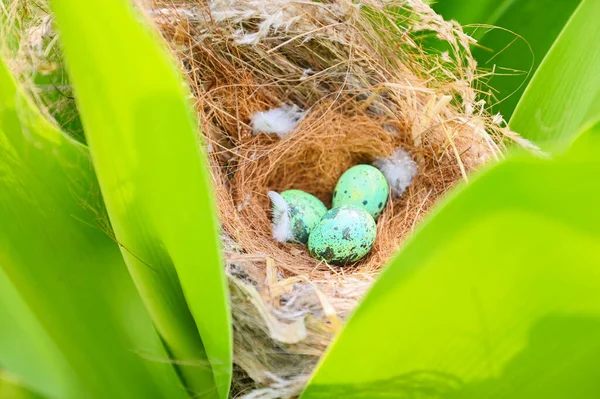 bird nest on tree branch with three eggs inside, bird eggs on birds nest and feather in summer forest , eggs easter concept