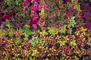 Renkli bitki duvarı tencerede güzel bitki, coleus birçok çeşidi kırmızı mor ve pembe coleus bitkisi, Plectranthus scutellarioides