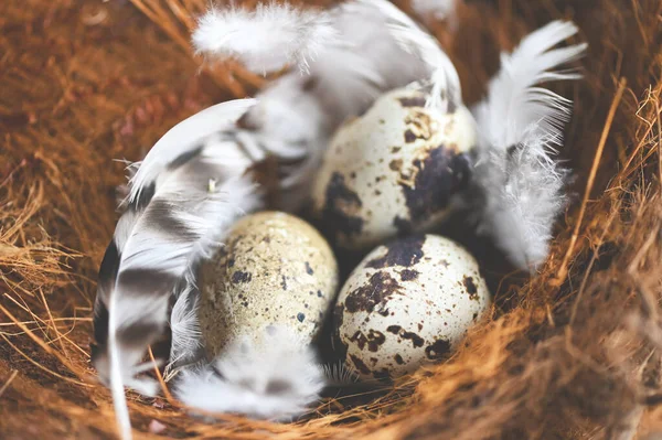 Kwarteleitjes Vogelnest Veer Verse Kwarteleitjes Mandachtergrond Rauwe Eieren — Stockfoto