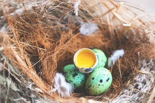 bird nest on tree branch with four eggs with peel egg shell inside, bird eggs on birds nest and feather in summer forest , eggs easter concept