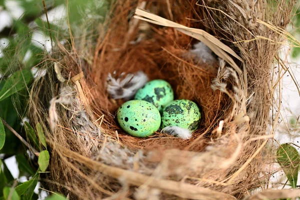 Nido Aves Rama Del Árbol Con Tres Huevos Dentro Huevos — Foto de Stock