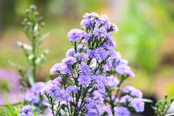庭の紫色の花マルグリット マルグリット マイケルマス デイジー ボストン デイジー デイジー コビー デイジー — ストック写真