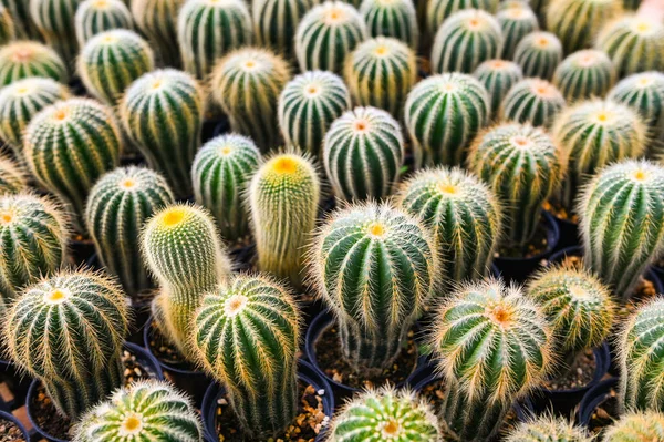 Kaktusová Zahrada Kaktusová Výzdoba Zahradě Krásná Kaktusová Farma Výhled Shora — Stock fotografie