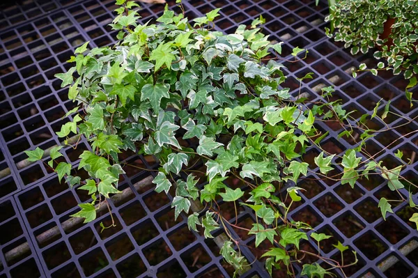 common ivy plant grow on pot in greenhouse, european ivy, english ivy or green ivy (Hedera helix) - tree ornamental plant reduce carbon