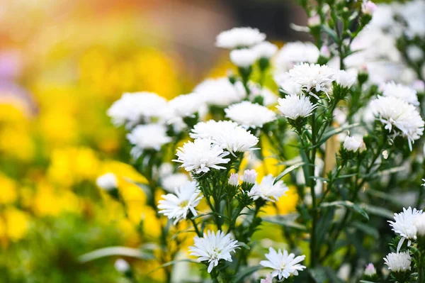 Fehér Virágok Kertben Marguerite Marguerite Michaelmas Daisy Boston Daisy Paris — Stock Fotó