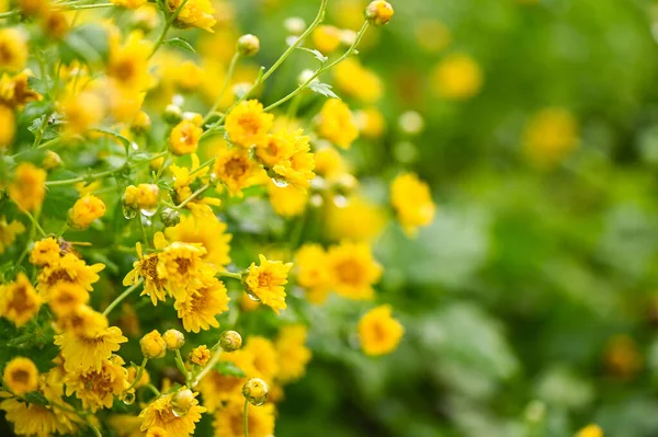 在花园里的树上种满了菊花 在夏天种上了黄花 — 图库照片