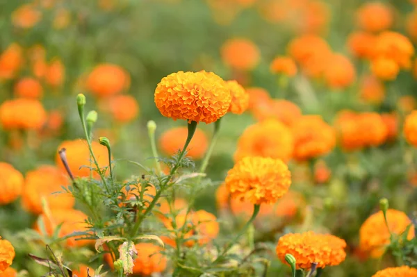 Champ Fleurs Souci Sur Arbre Dans Jardin Orange Floral Fleurs — Photo