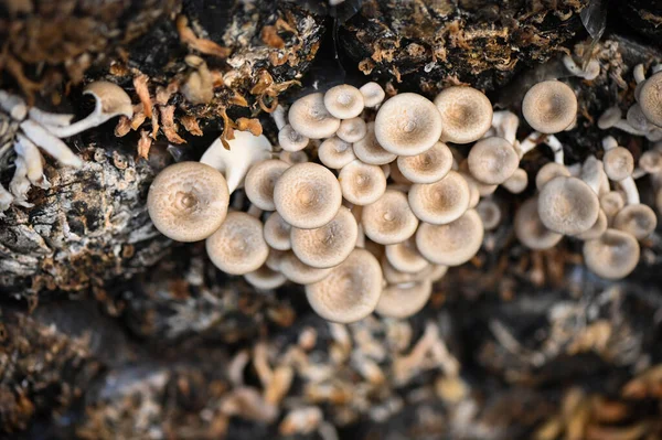 mushroom farm with fresh mushroom growing on mushroom spawn - Lentinus squarrosulus