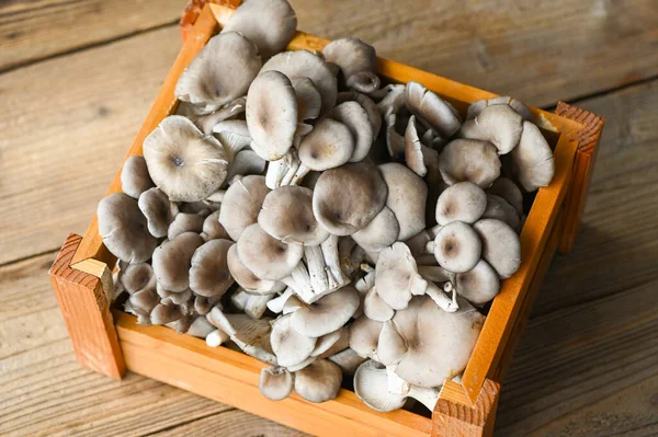 Fresh grey oyster mushroom on wooden box background, fresh raw oyster mushroom for cooking food