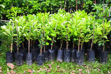 Pomelo ağacı, tohum ekmek için toprak tohumu torbasında taze çiçek.