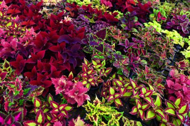 Rengarenk bitki, saksıda güzel bitki, coleus 'un birçok çeşidi kırmızı mor ve pembe yaprakları, Plectranthus scutellarioides.