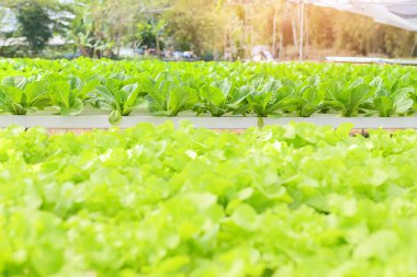 hydroponic vegetables from hydroponic farms fresh green oak lettuce growing in the garden, hydroponic plants on water without soil agriculture organic health food nature leaf crop bio