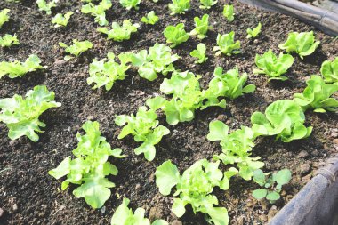 Vegetable farm soil vegetable garden, organic green cos lettuce vegetable gardening with green leaf fresh vegetable lettuce planting , in the greenhouse garden eco friendly gardening nature 
