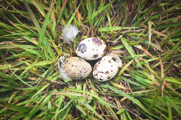 Gniazdo Ptaków Polu Trawy Trzema Jajami Środku Ptasie Gniazdo Pióro — Zdjęcie stockowe