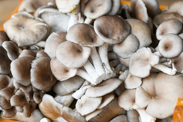 Fresh grey oyster mushroom on wooden background, fresh raw oyster mushroom for cooking food