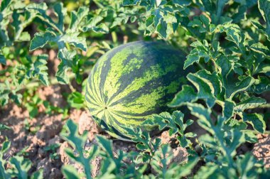 watermelon field with watermelon fruit fresh watermelon on ground agriculture garden watermelon farm with leaf tree plant, harvesting watermelons in the field