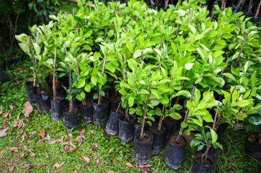 Pomelo ağacı, tohum ekmek için toprak tohumu torbasında taze çiçek.