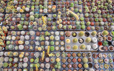 Kaktüs bahçesi, kaktüs tenceresi bahçede süsleme, güzel kaktüs çiftliği ve seradaki sulu bitkiler.