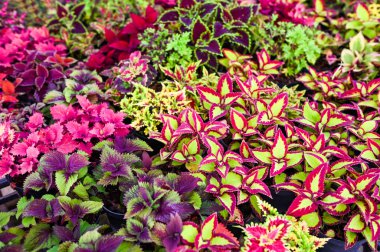Renkli bitki duvarı tencerede güzel bitki, coleus birçok çeşidi kırmızı mor ve pembe coleus bitkisi, Plectranthus scutellarioides