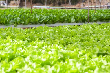 hydroponic plants growing on water without soil agriculture organic health food nature leaf crop vegetables garden hydroponic vegetables from hydroponic farms fresh green oak lettuce and green cos 