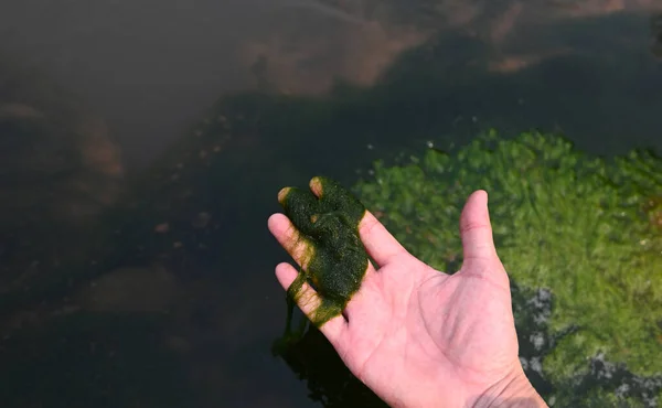 Прісноводні Водорості Spirogyra Водорості Прісної Води Річковому Потоці Можуть Жити — стокове фото